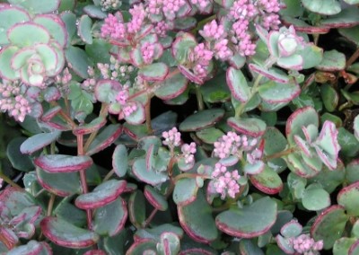 Sedum Sieboldii