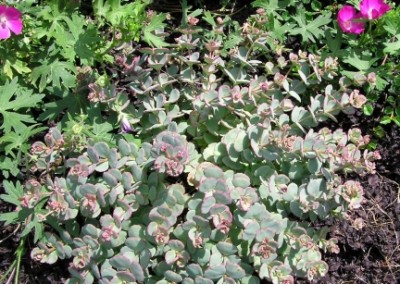 Sedum Sieboldii