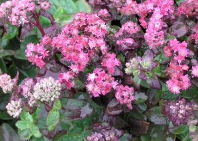 Sedum Strawberries & Cream