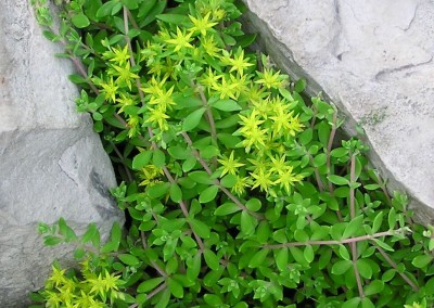 Sedum sarmentosum