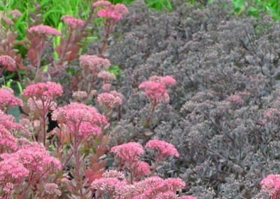 Sedum & Bertram Anderson