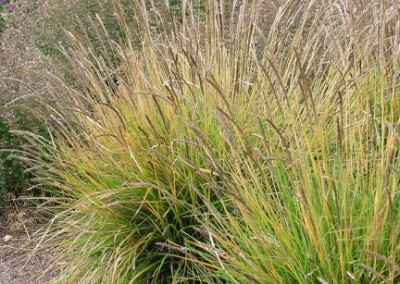 Sesleria autumnalis