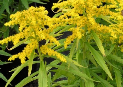 Solidago Crown of Rays