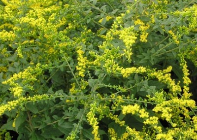 Solidago Fireworks