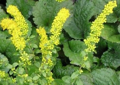 Solidago Golden Fleece