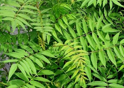 Sorbaria sorbifolia