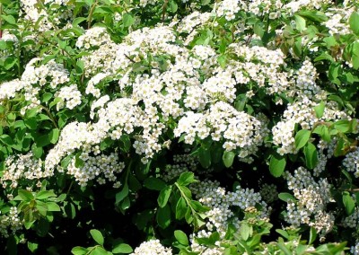 Spiraea Halwards Silver