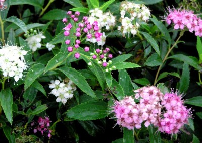 Spiraea Shirobana