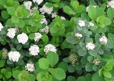 Spirea Tor