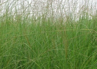 Sporobolus seedheads