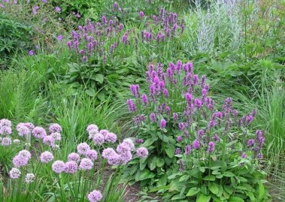 Stachys Hummelo