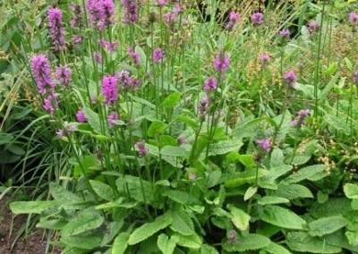 Stachys Hummelo