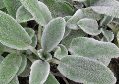 Stachys Silver Carpet