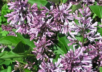 Syringa Miss Kim flowers