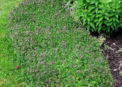 Teucrium chamaedrys