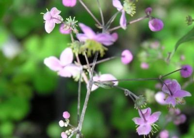 Thalictrum Lavender Mist