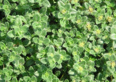 Thymus Pink Chintz