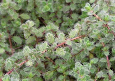 Thymus pseudolanuginosus