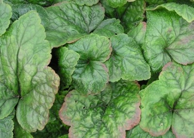 Tiarella Brandywine