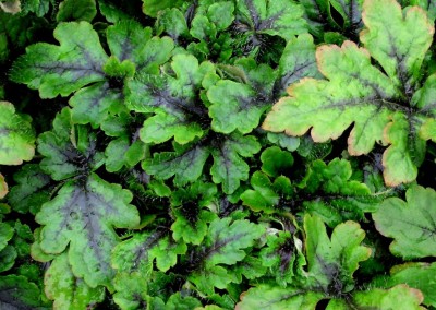 Tiarella Crow Feather