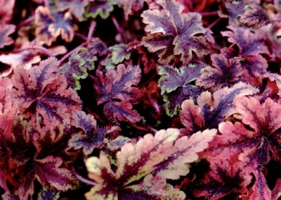 Tiarella Crow Feather