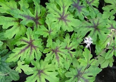 Tiarella Iron Butterfly