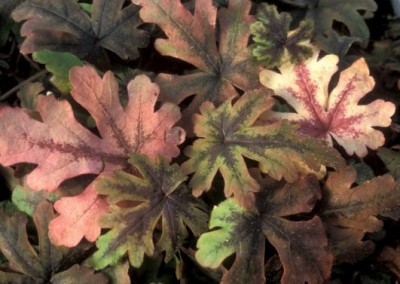 Tiarella Iron Butterfly