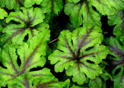 Tiarella Jeepers Creepers