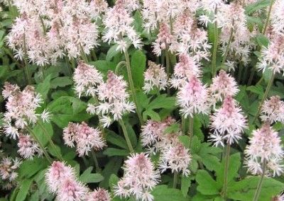 Tiarella Spring Symphony