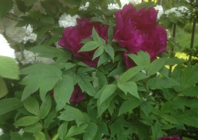 Tree Peonies