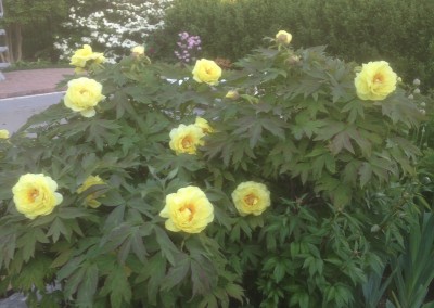 Tree Peonies Yellow