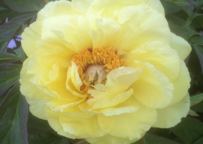 Tree Peony Yellow