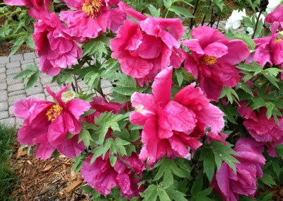 Tree Peony Dark Pink