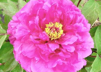 Tree Peony Dark Pink