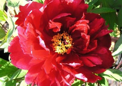 Tree Peony Red