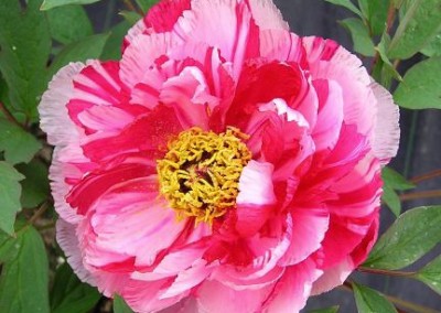 Tree Peony Striped