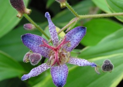 Tricyrtis Samurai