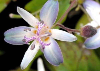 Tricyrtis Tojen