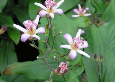 Tricyrtis Tojen