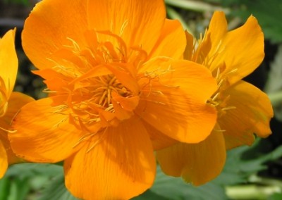 Trollius Golden Queen