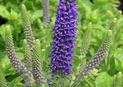 Veronica Sunny Border Blue