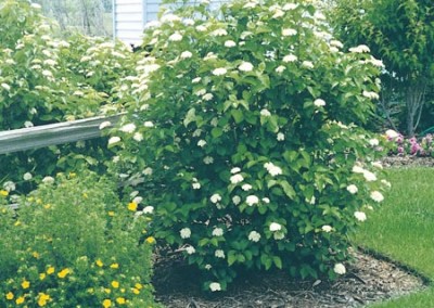 Viburnum dentatum