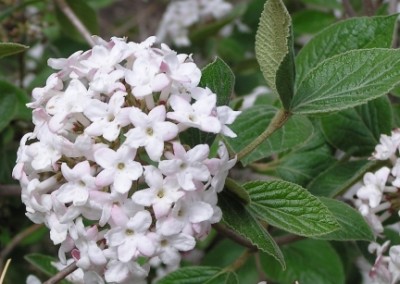 Viburnum carlesii