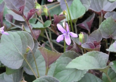 Viola labridorica