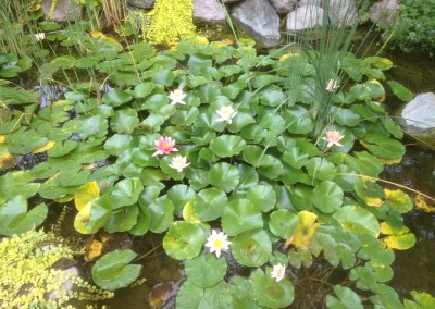 Waterlily Mix