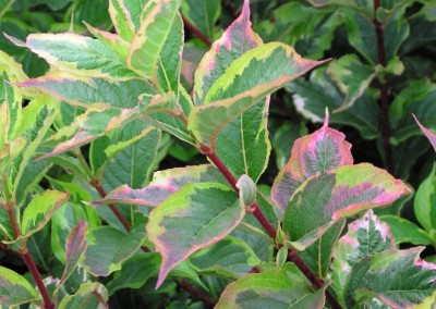 Weigela variegata