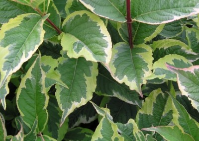 Weigela variegata