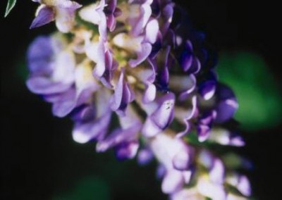 Wisteria Aunt Dee