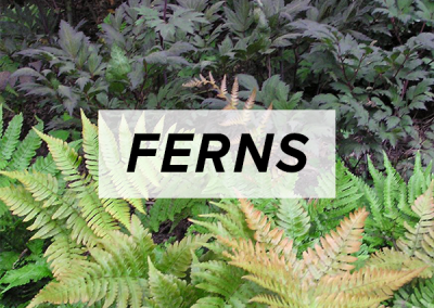 Ferns