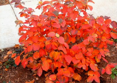 Fothergilla